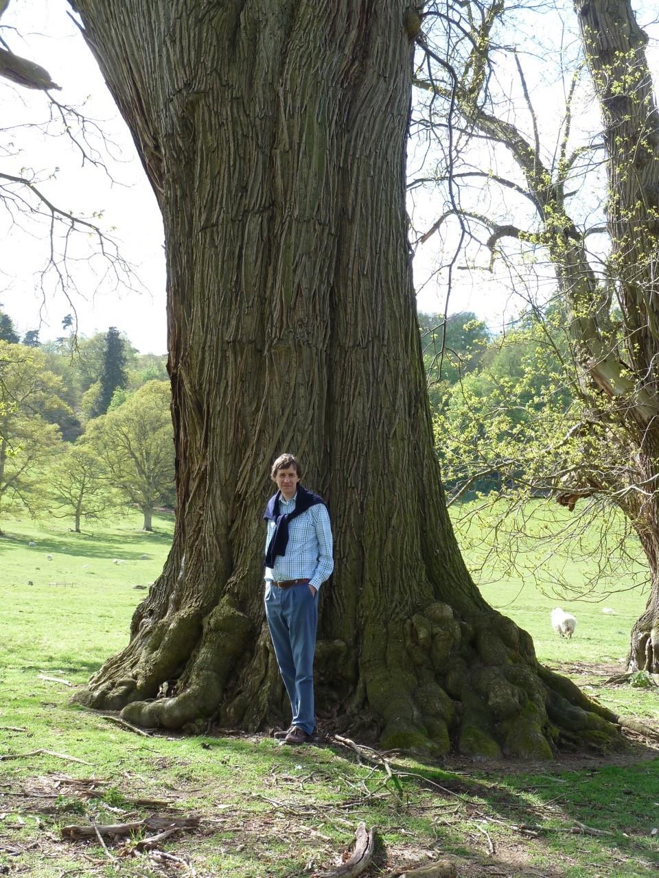 Tree Smaller